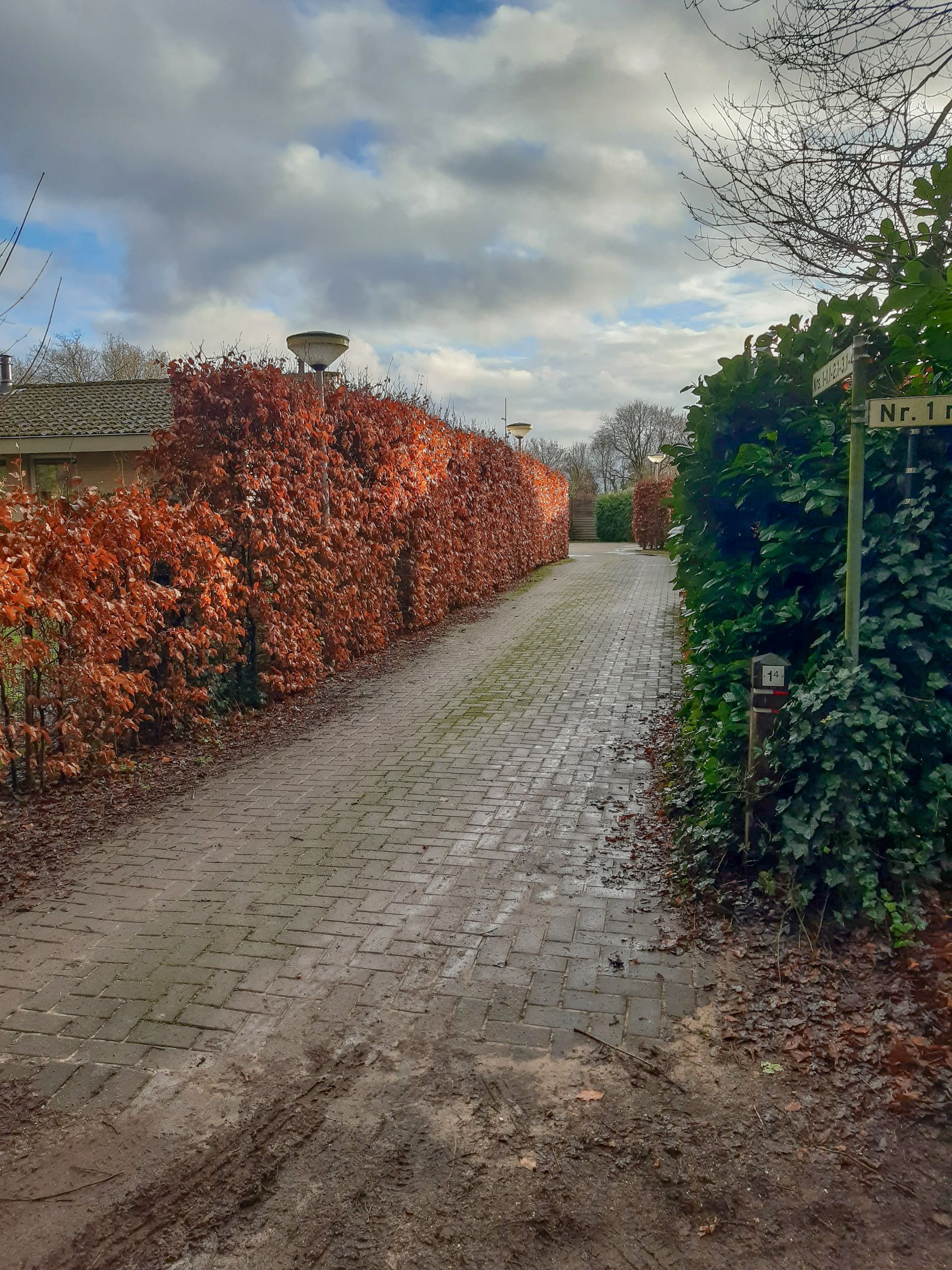Een onverharde weg met een heg ernaast