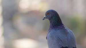 Pigeon control