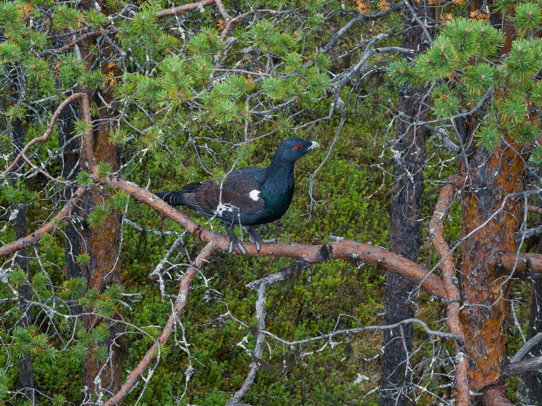 A bird is perched on a tree branch in the woods.