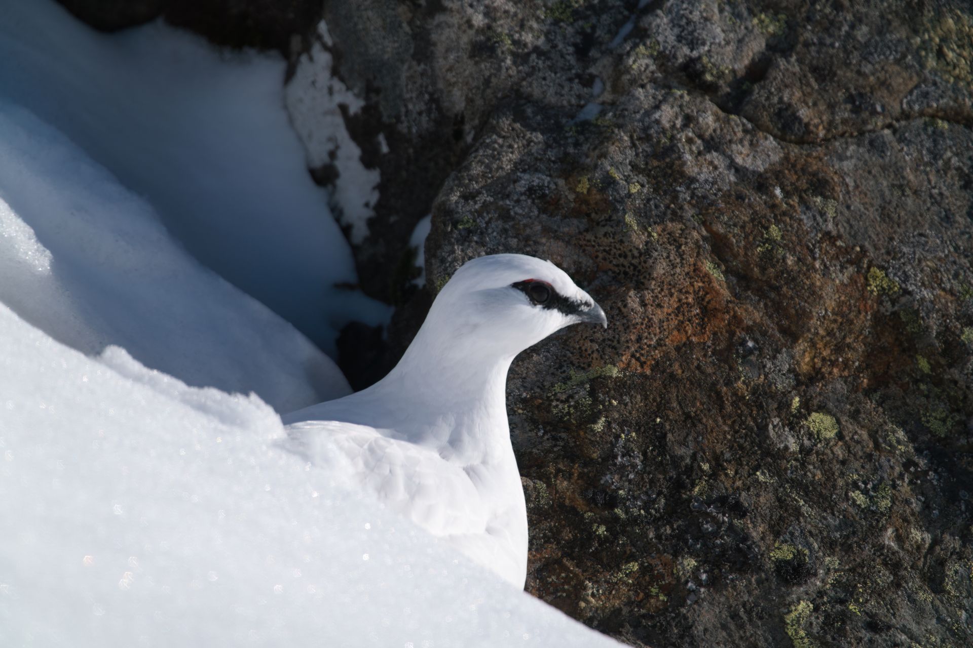 A white bird is standing in the snow near a rock.