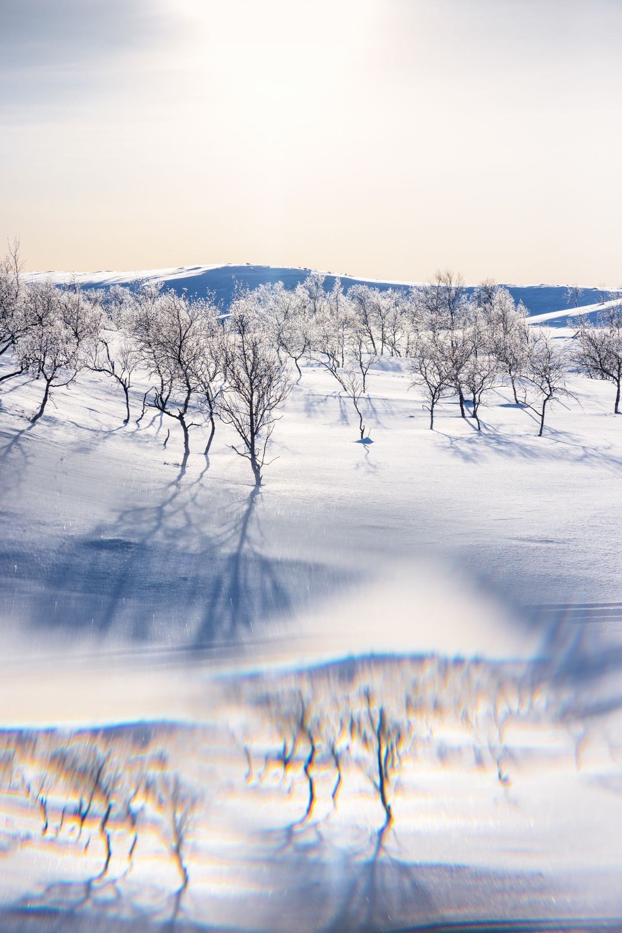 Snow-covered trees cast shadows on a white landscape with a bright sky in the background.
