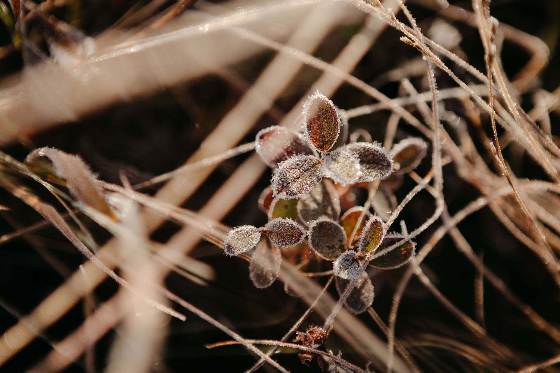 A close up of a plant with frost on it