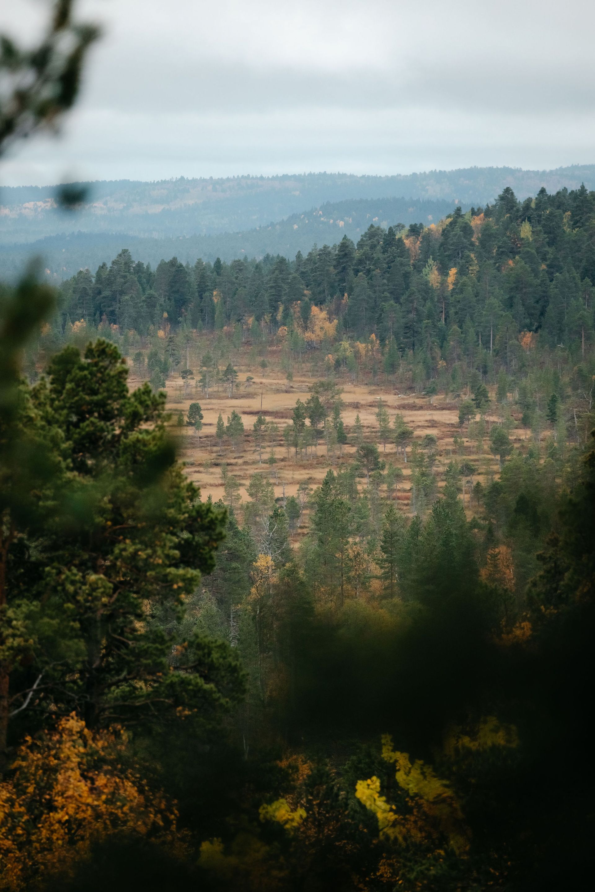 A view of a forest from a cliff with trees in the foreground and mountains in the background.