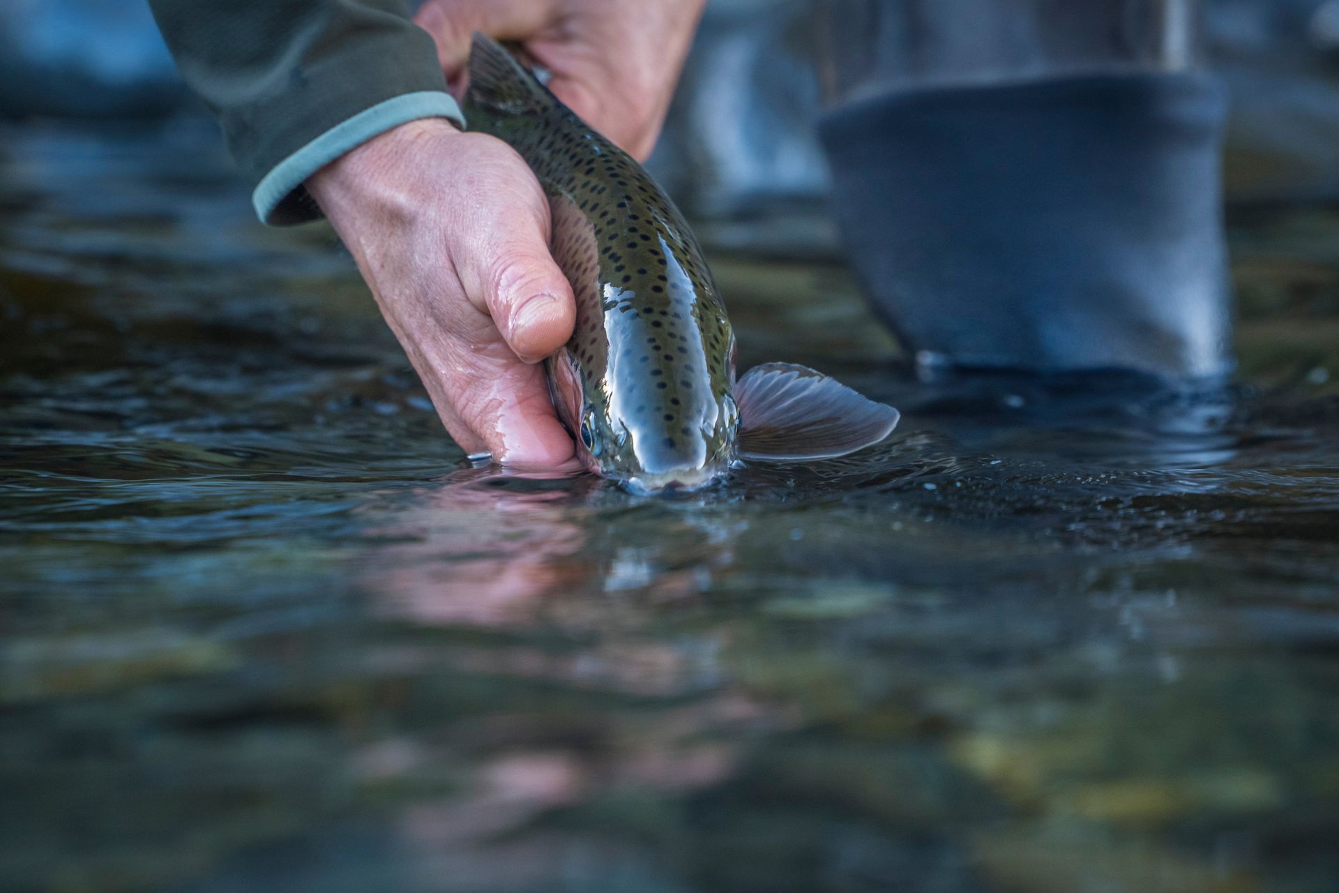 A person is holding a brown trout in their hands in a river.