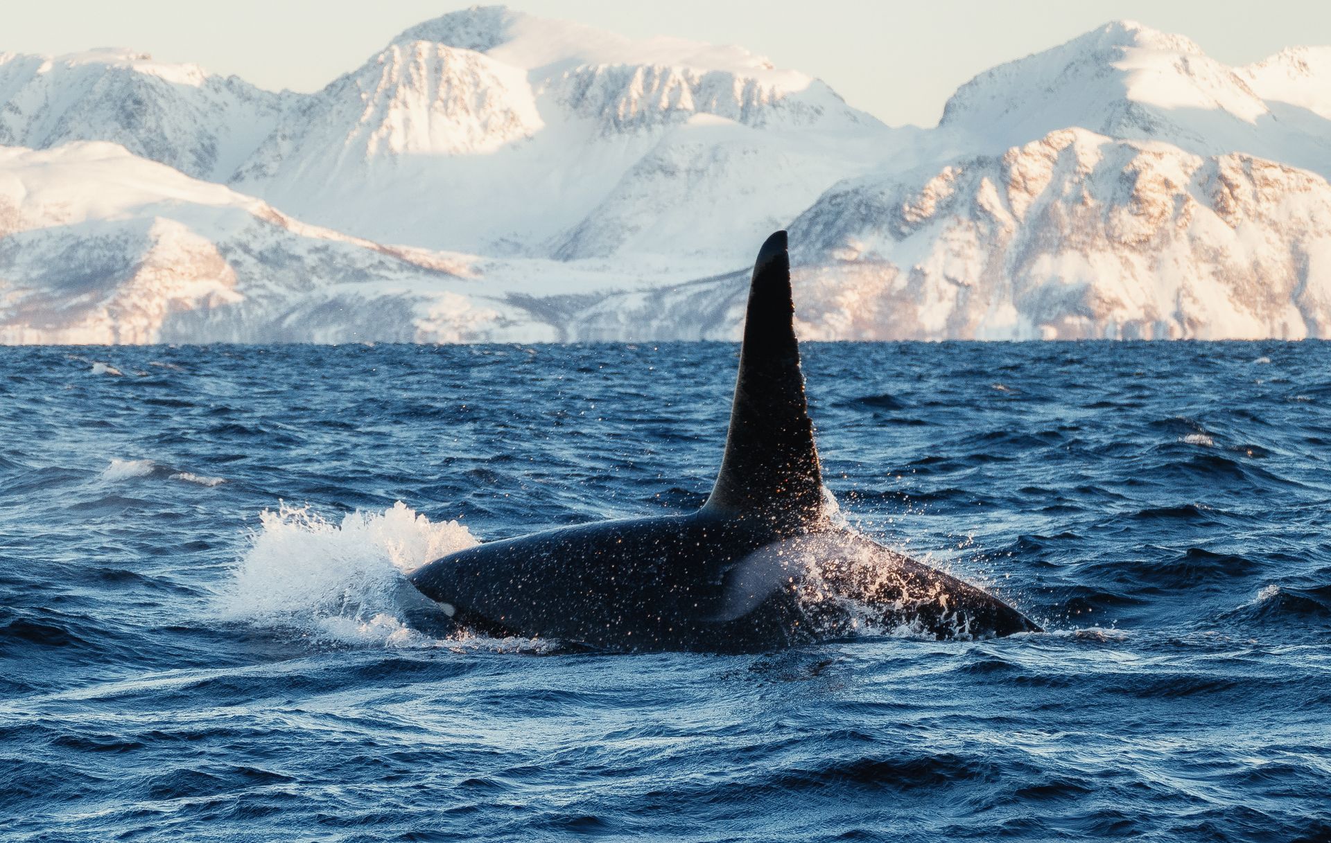 An orca whale is swimming in the ocean with mountains in the background.