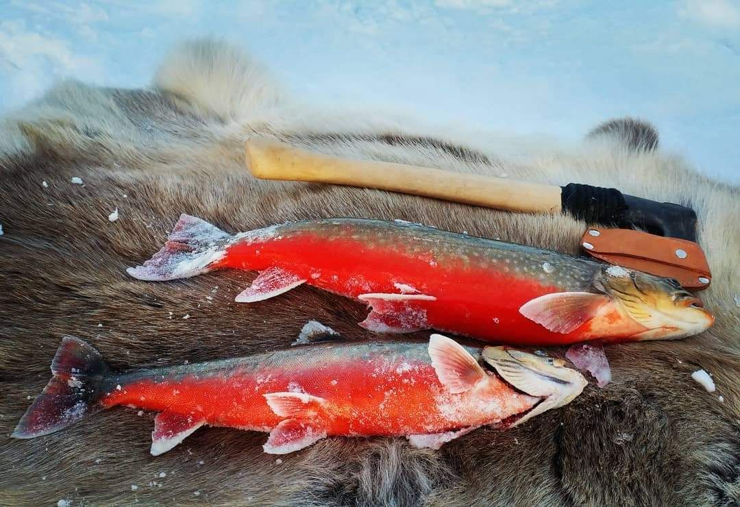 Two bright red fish with axe on fur.