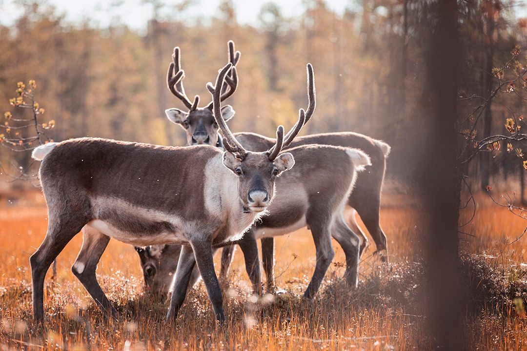 A herd of reindeer standing in a field.