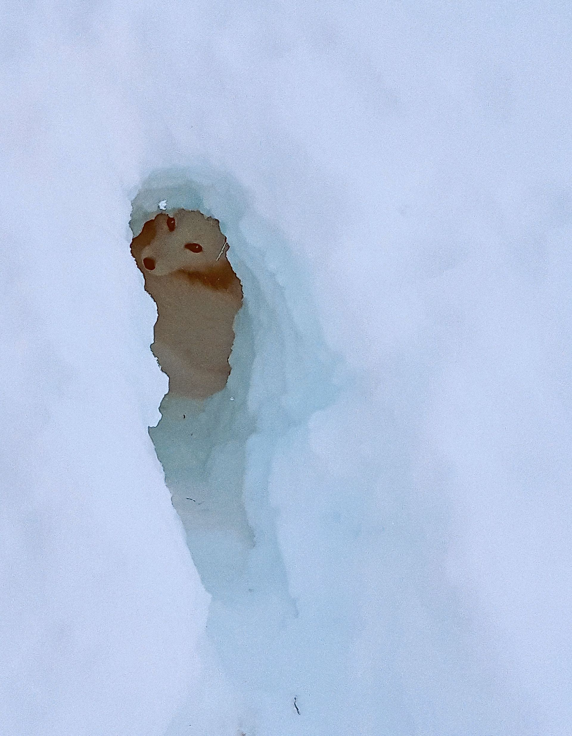 A Hole in the snow and an arctic fox peeking from it