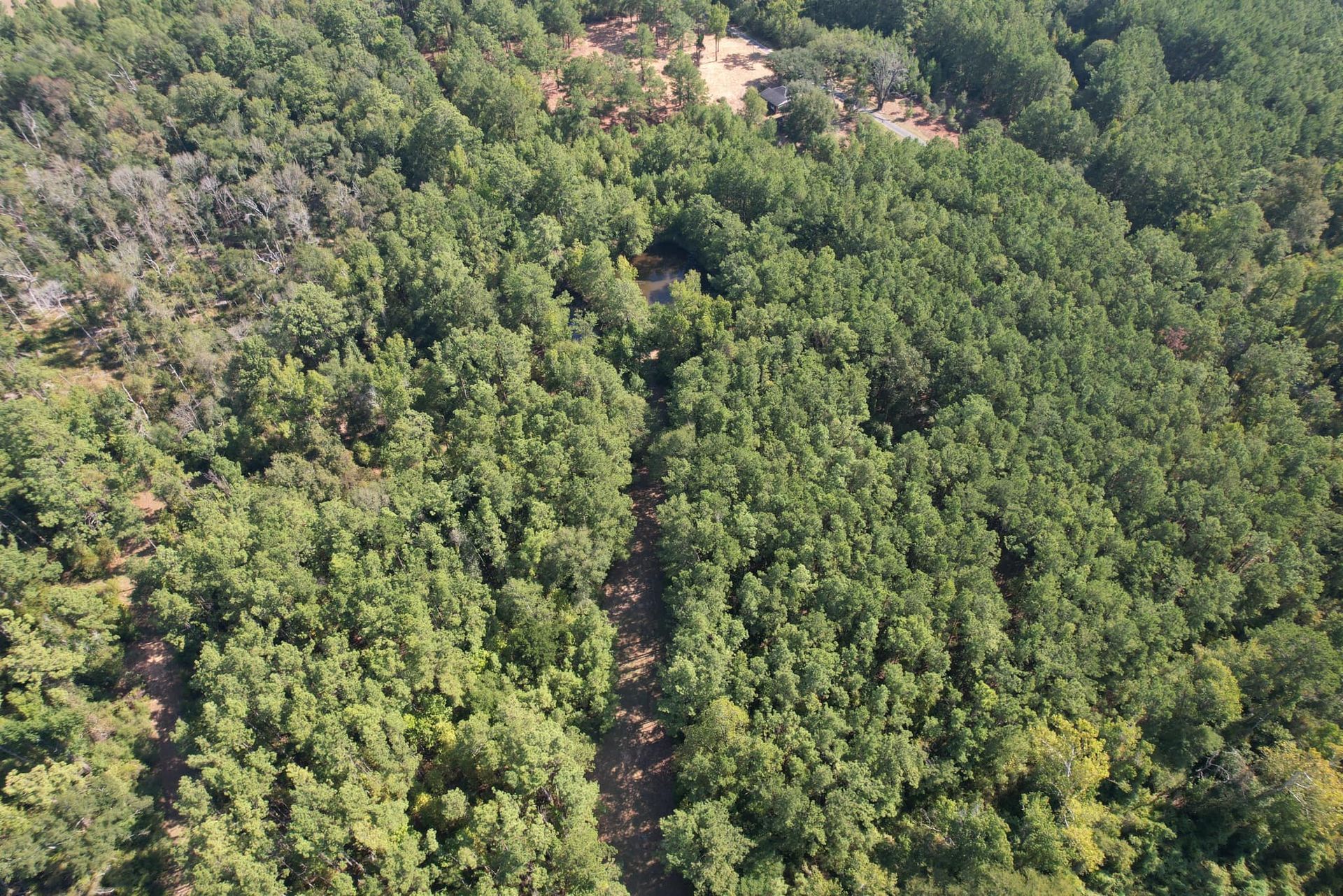 Overhead view of a dense green forest, with a lighter-colored path or clearing winding through it.
