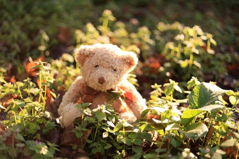 child's teddybear photo
