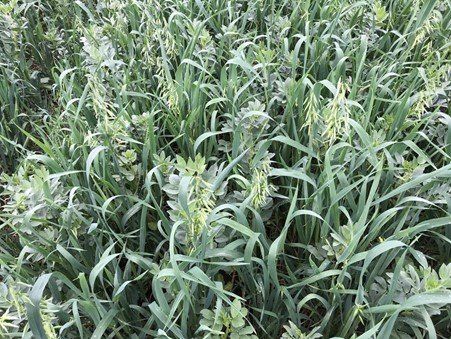 field of green