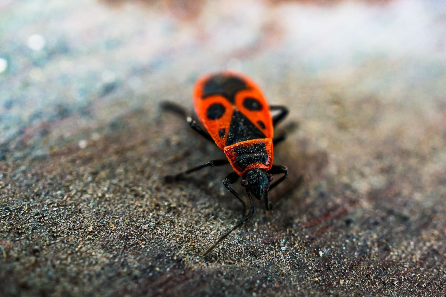free exterminator leads