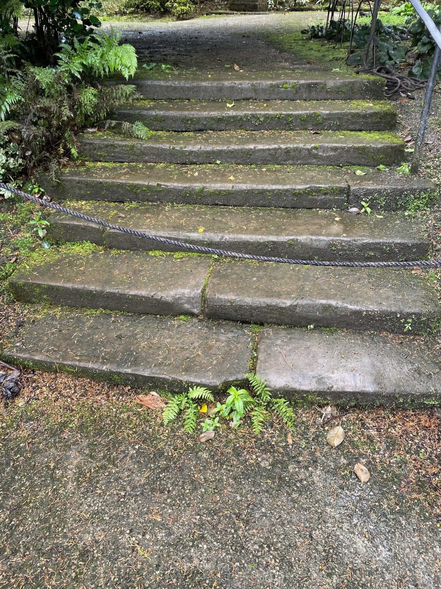 A set of concrete stairs with moss growing on them. Before Repair