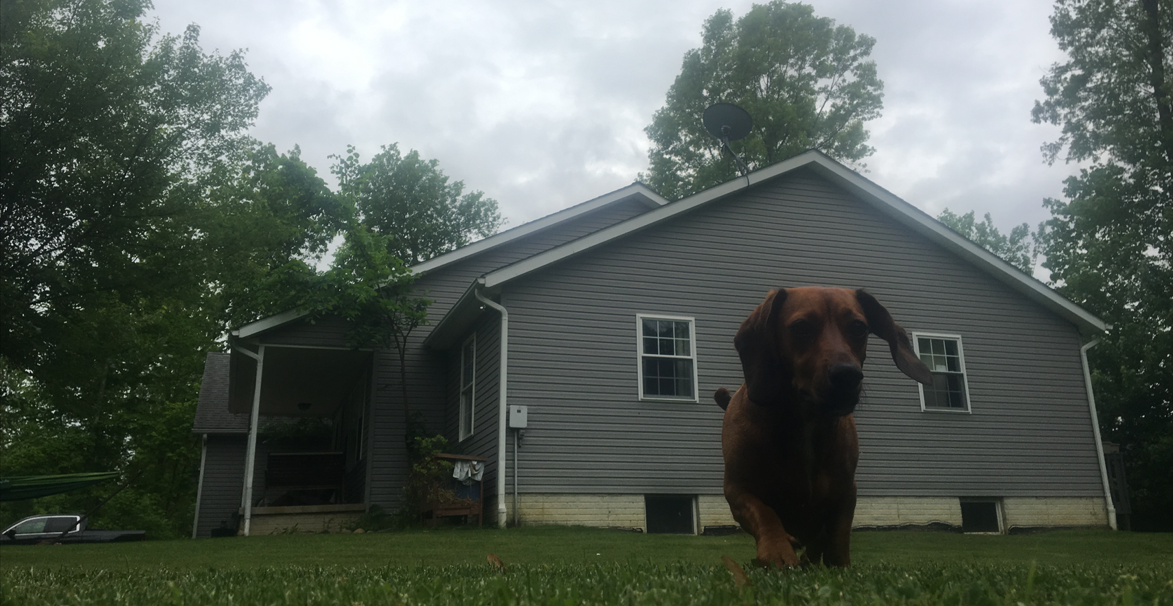 Brown dog standing in a grassy yard in front of a gray house and cloudy sky