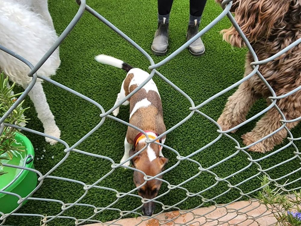 Three dogs standing on grass behind a chain-link fence, viewed from above