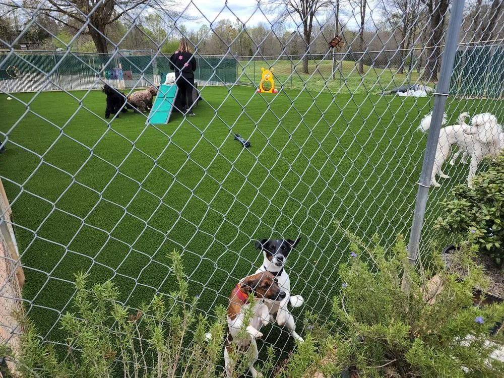 Dogs playing in a fenced grassy park, with one black-and-white dog in the foreground and another white dog by the fence.