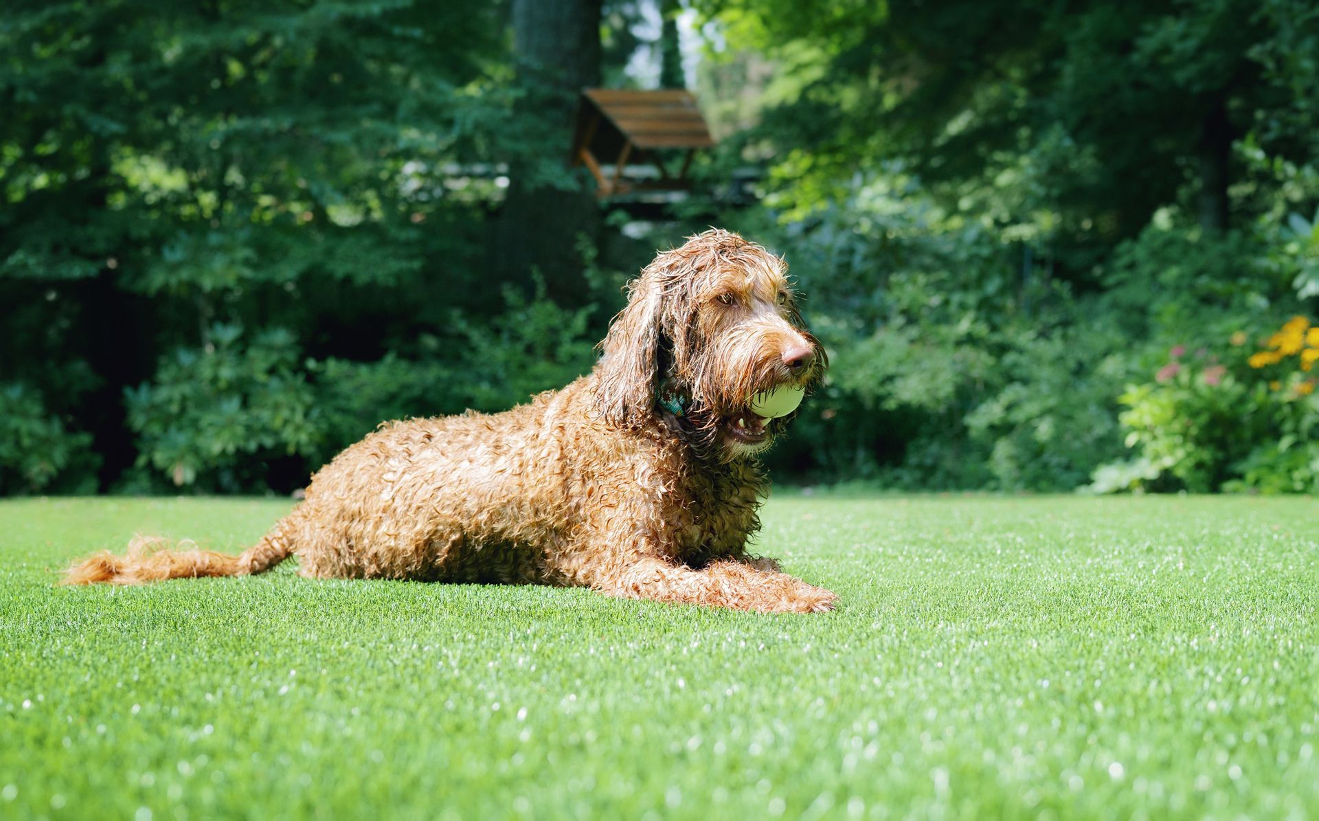 Brown curly dog lying on green grass in a park with trees in the background
