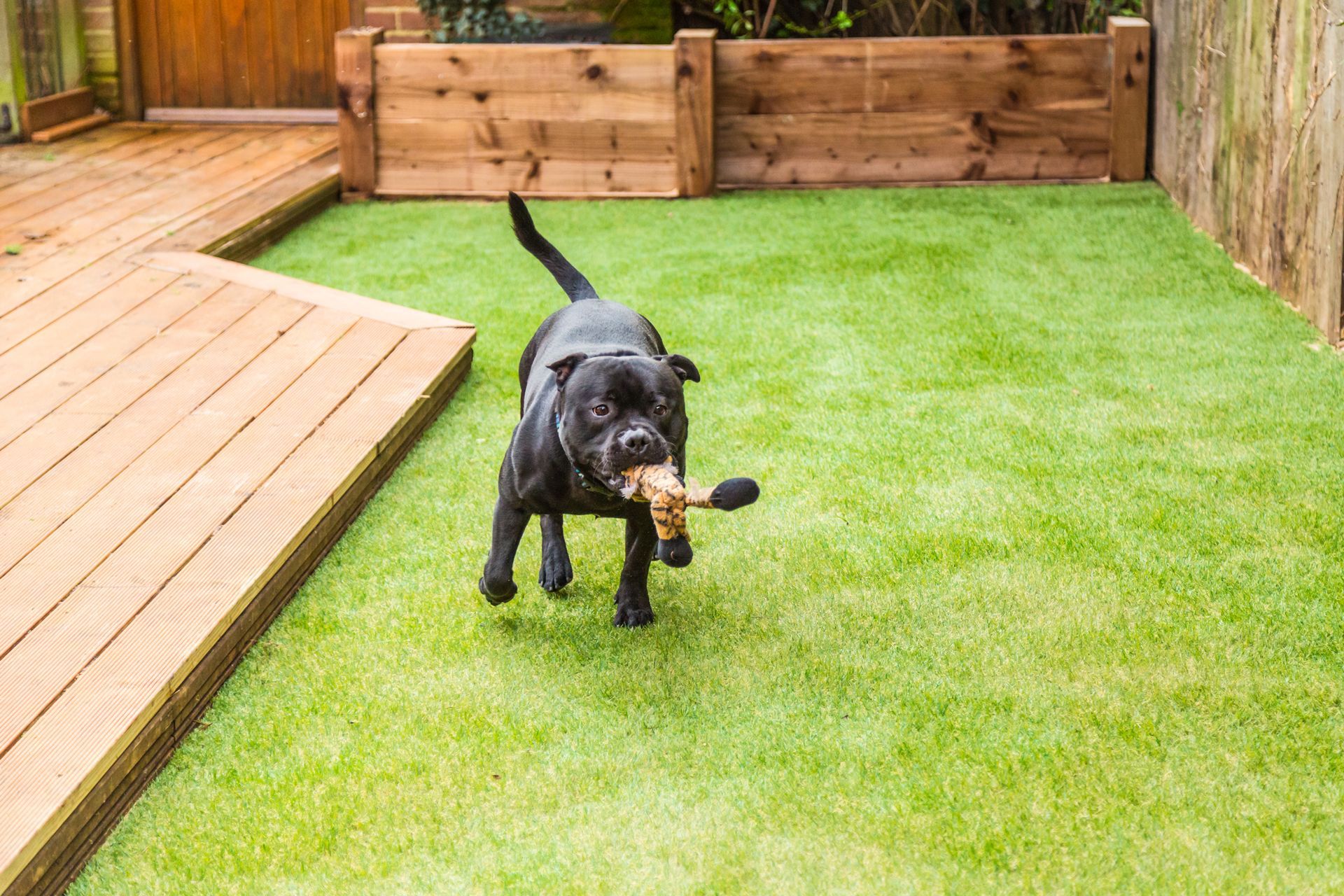 Black dog running on a green lawn with a toy in its mouth, beside a wooden deck and fence.