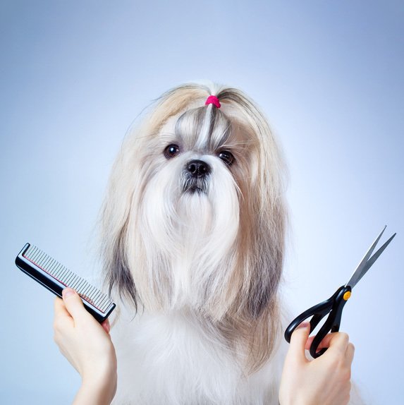 Pet Grooming Tucson, AZ Jackie's K9 Korral Pet Salon