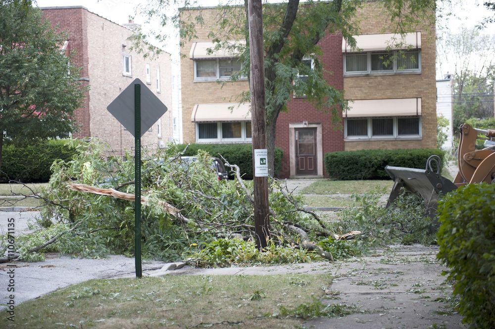 A fallen tree branch.