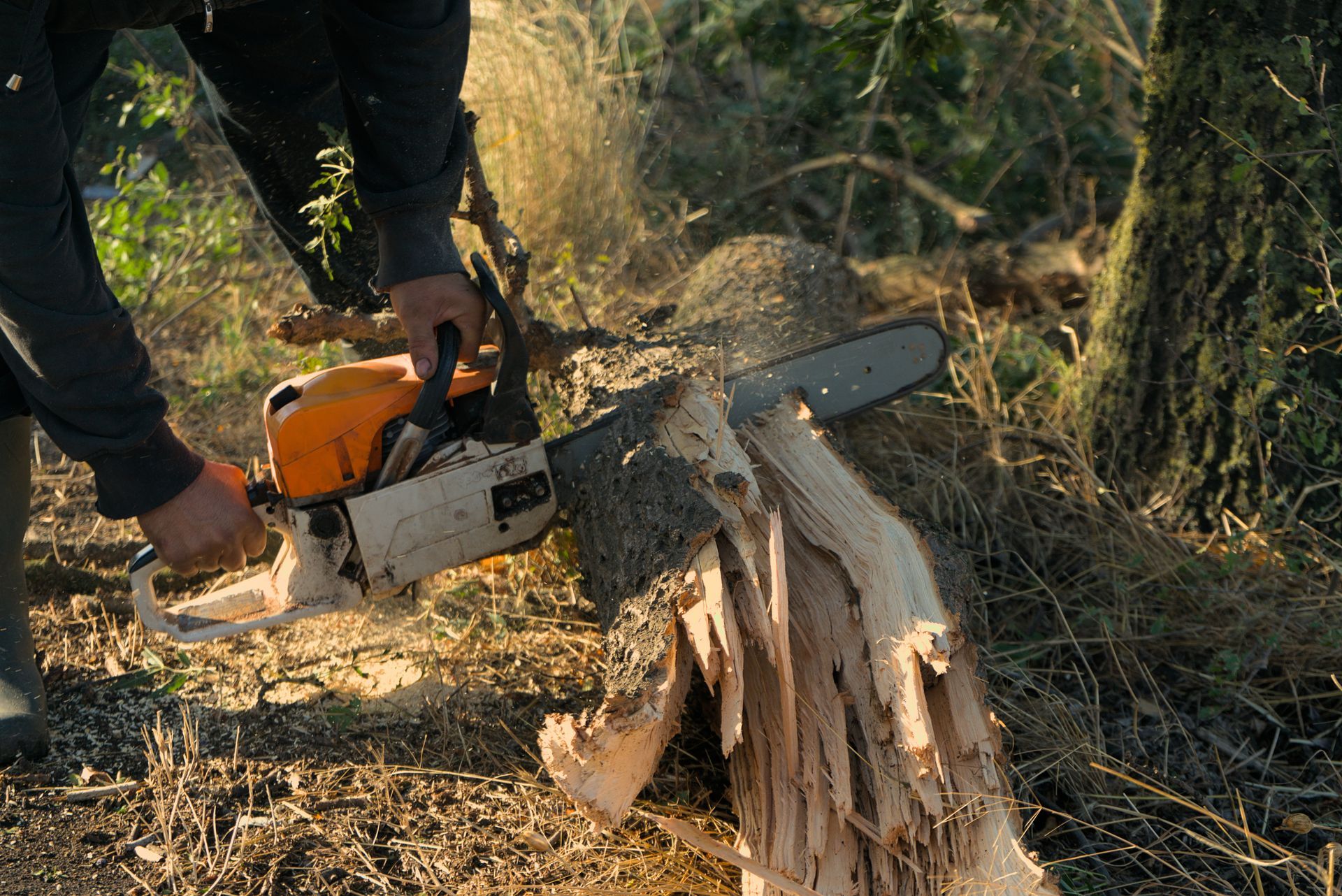 A man operates a chainsaw to cut down a tree, preparing for stump removal services. A man operates a chainsaw to cut down a tree, preparing for stump removal services.