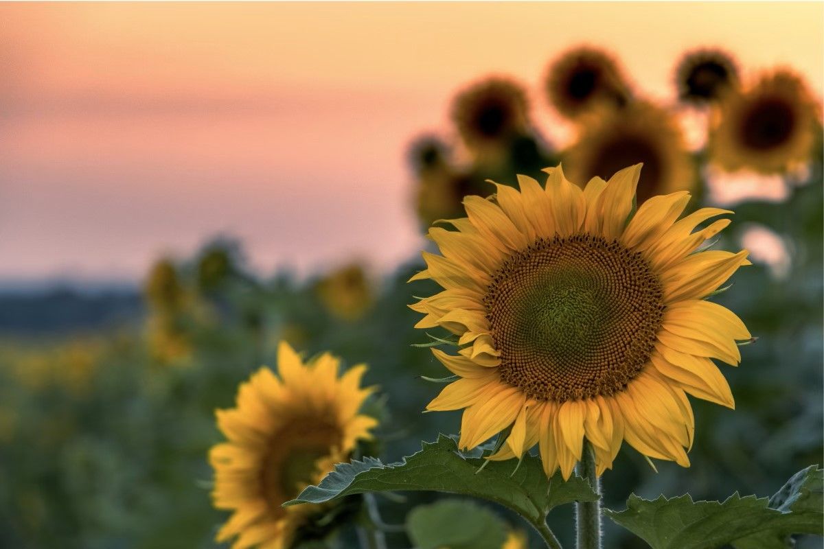 A field of sunflowers with a sunset in the background