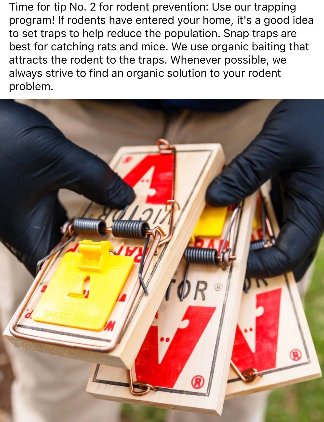 A person wearing black gloves holds three wooden snap traps with yellow triggers for a rodent pest control service.