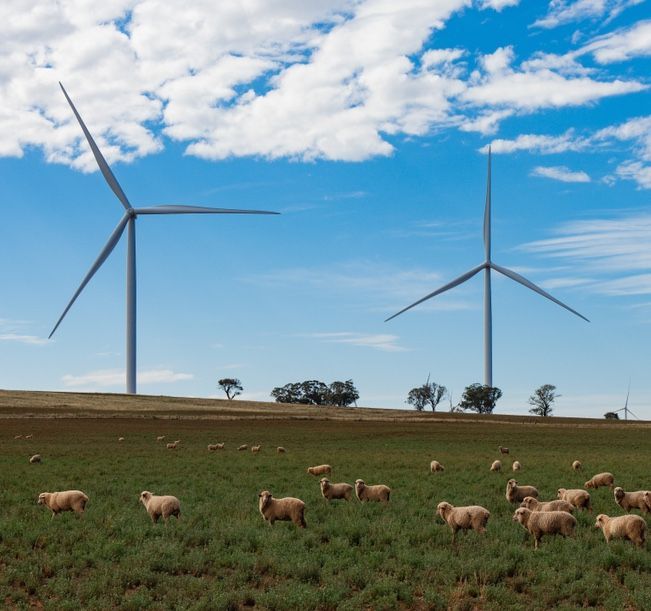 Wind Farm With Sheep In The Foreground — Lohman Contracting in Emerald, QLD