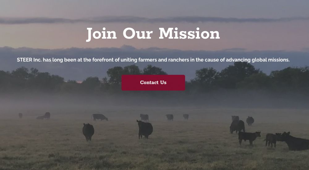 Cows in a misty pasture, with