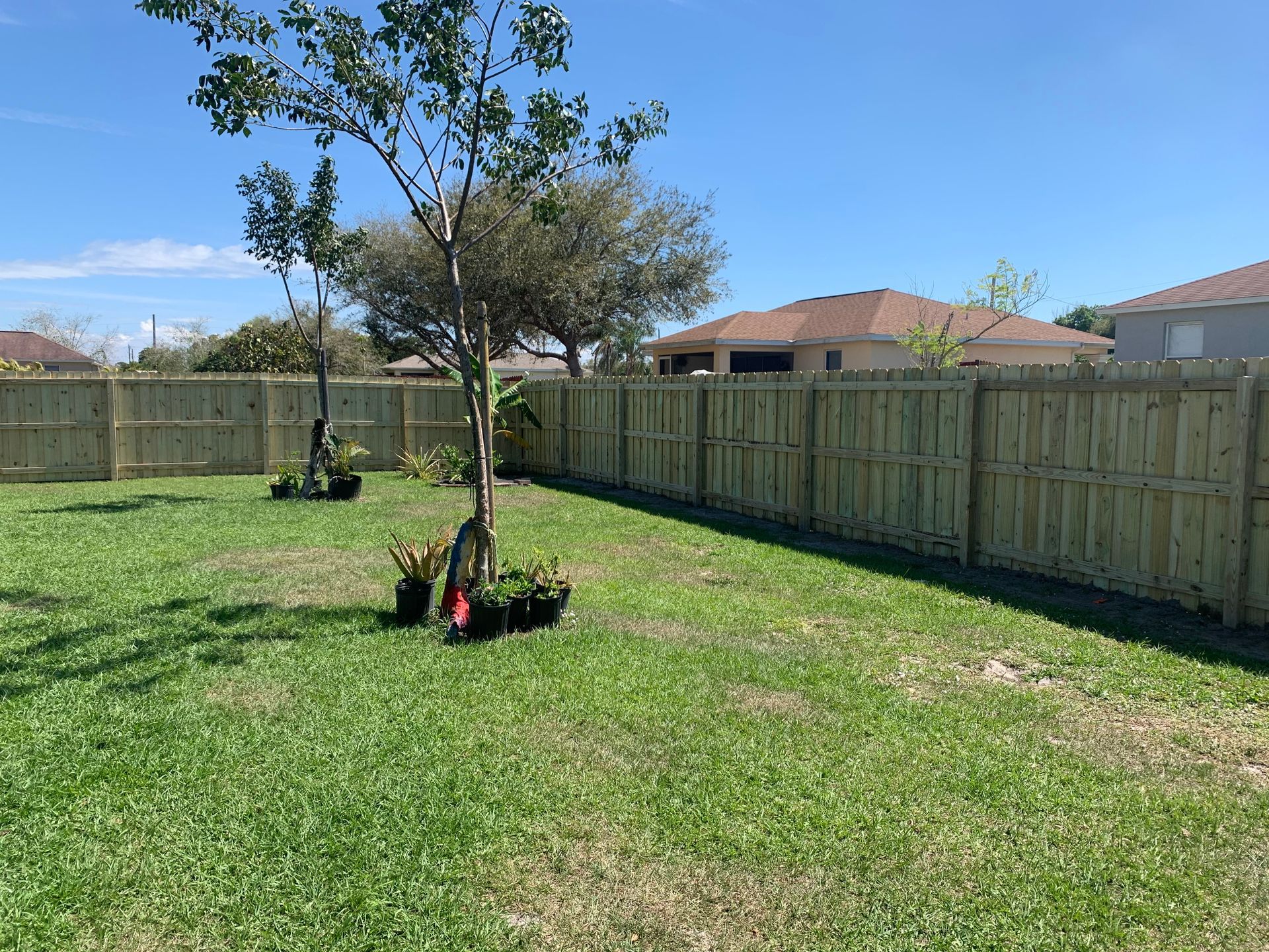 A grassy backyard with a wooden fence and a tree, under a clear blue sky.