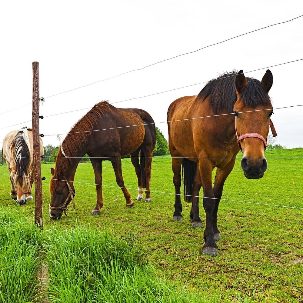 Three Horses Grazing In A Grassy Field Behind A Fence — Cooroy Produce In Cooroy, QLD