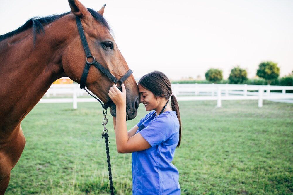 A Female Veterinarian Is Petting A Brown Horse In A Field — Cooroy Produce In Cooroy, QLD
