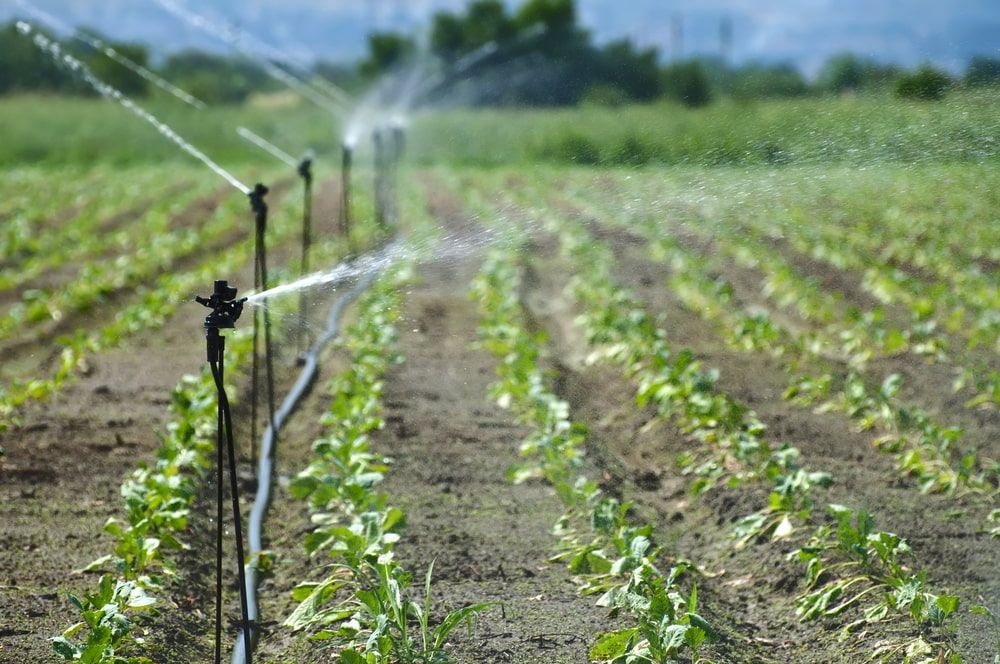 A Row Of Plants Being Watered By A Sprinkler In A Field — Cooroy Produce In Cooroy, QLD
