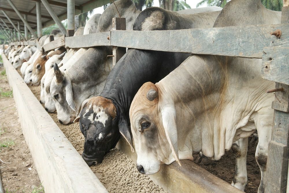 A Herd Of Cows Are Eating From A Trough — Cooroy Produce In Cooroy, QLD