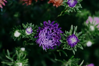 A close up of purple flowers with green leaves on a dark background.