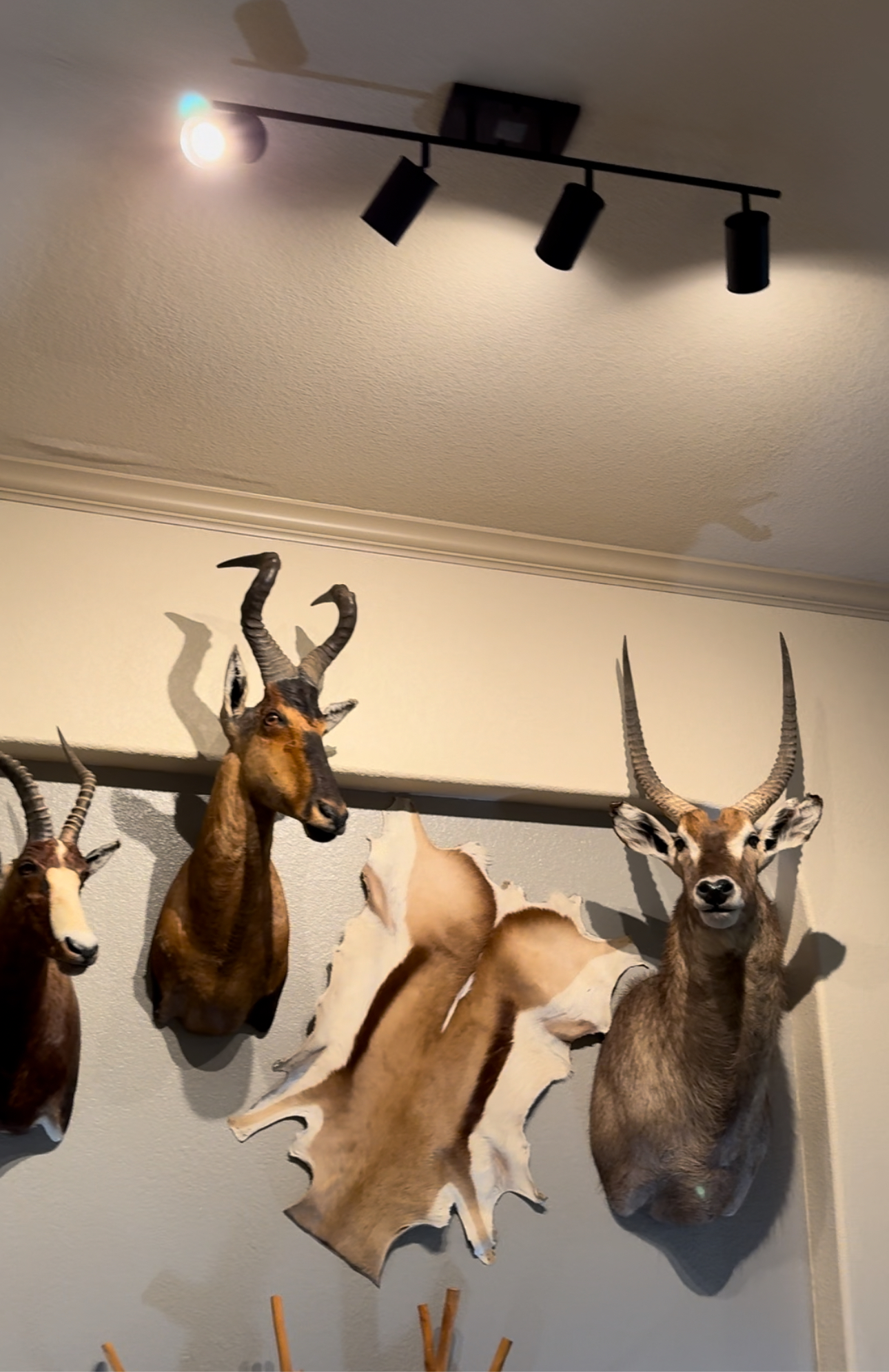 A bunch of stuffed animals are hanging on a wall