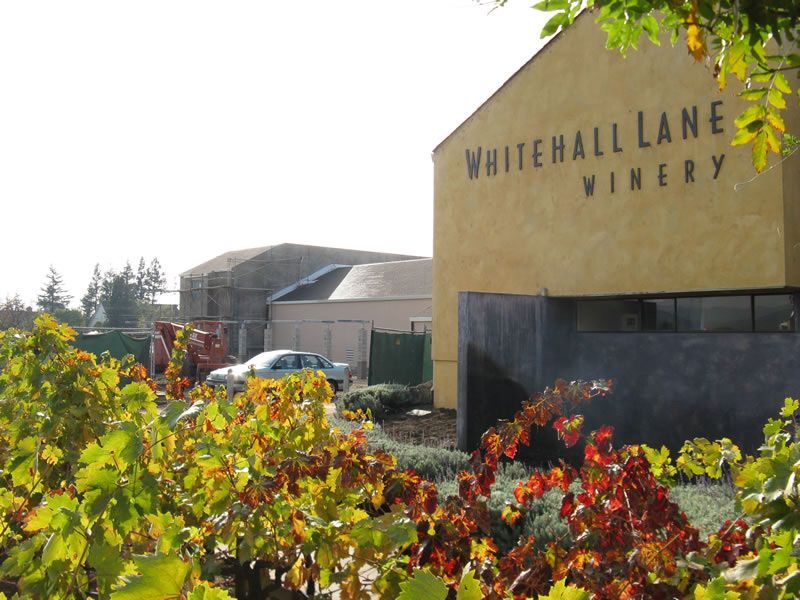 Whitehall Lane Winery building behind colorful autumn vines in a sunny vineyard