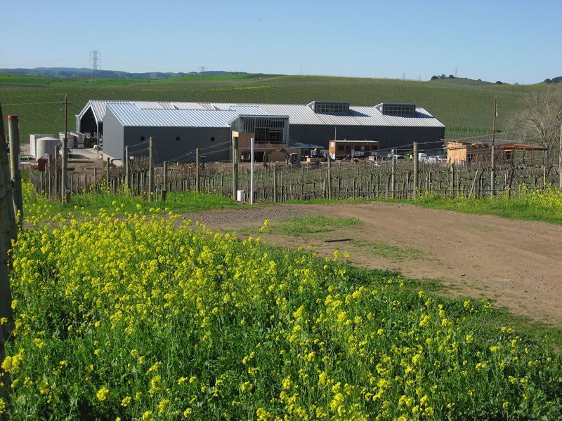 White farm building beside a dirt road, with yellow wildflowers in the foreground and green fields beyond