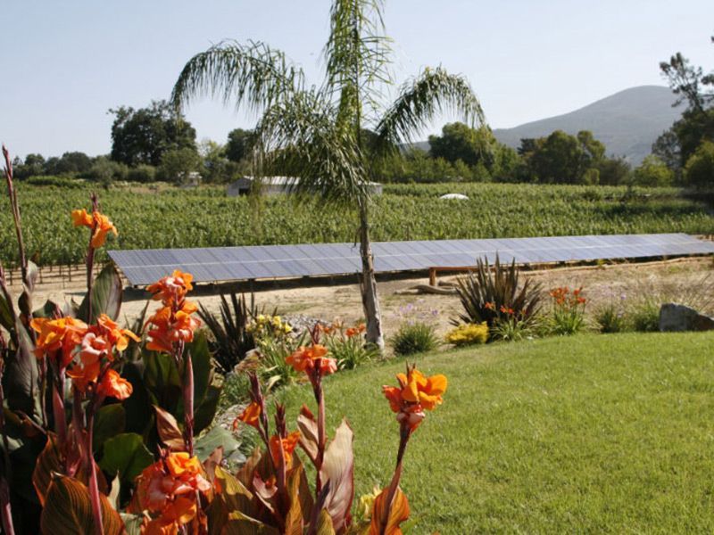 Palm trees and orange flowers by a sunny landscaped pond with green lawn and distant hills