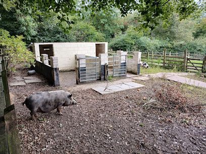 Pig in a muddy outdoor pen beside a small shelter, with trees and fencing in the background