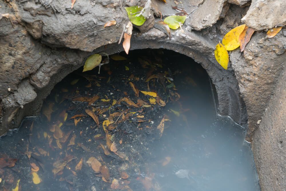 A Manhole Cover With Water and Leaves Coming Out of It — Bevan Plumbing in Ballina, NSW