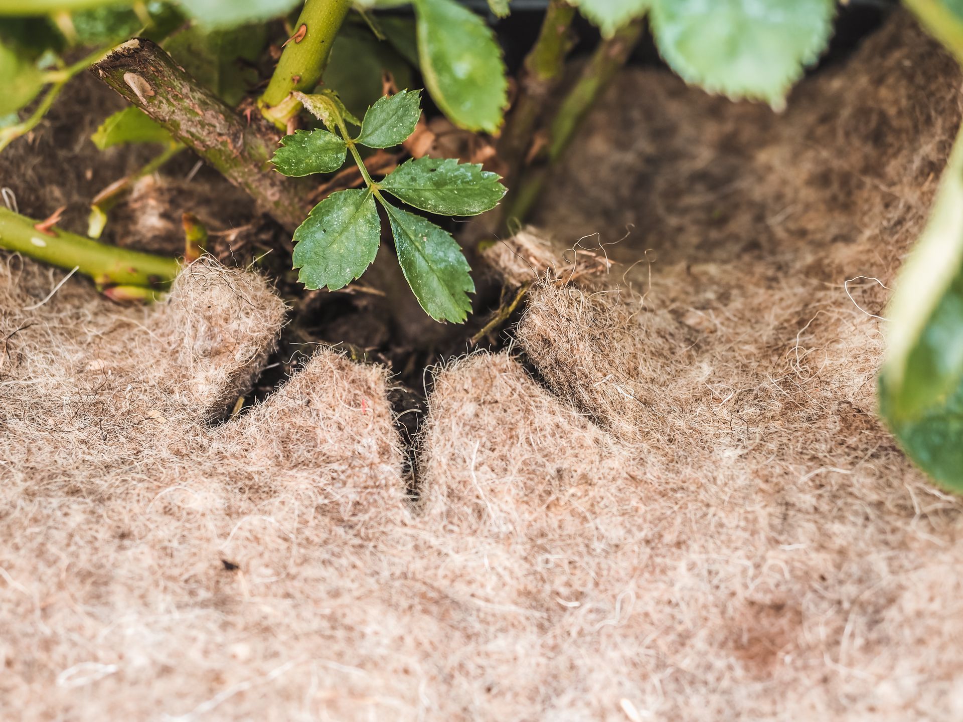 Mulchscheibe aus 100% Schafwolle angewendet im Rosentopf