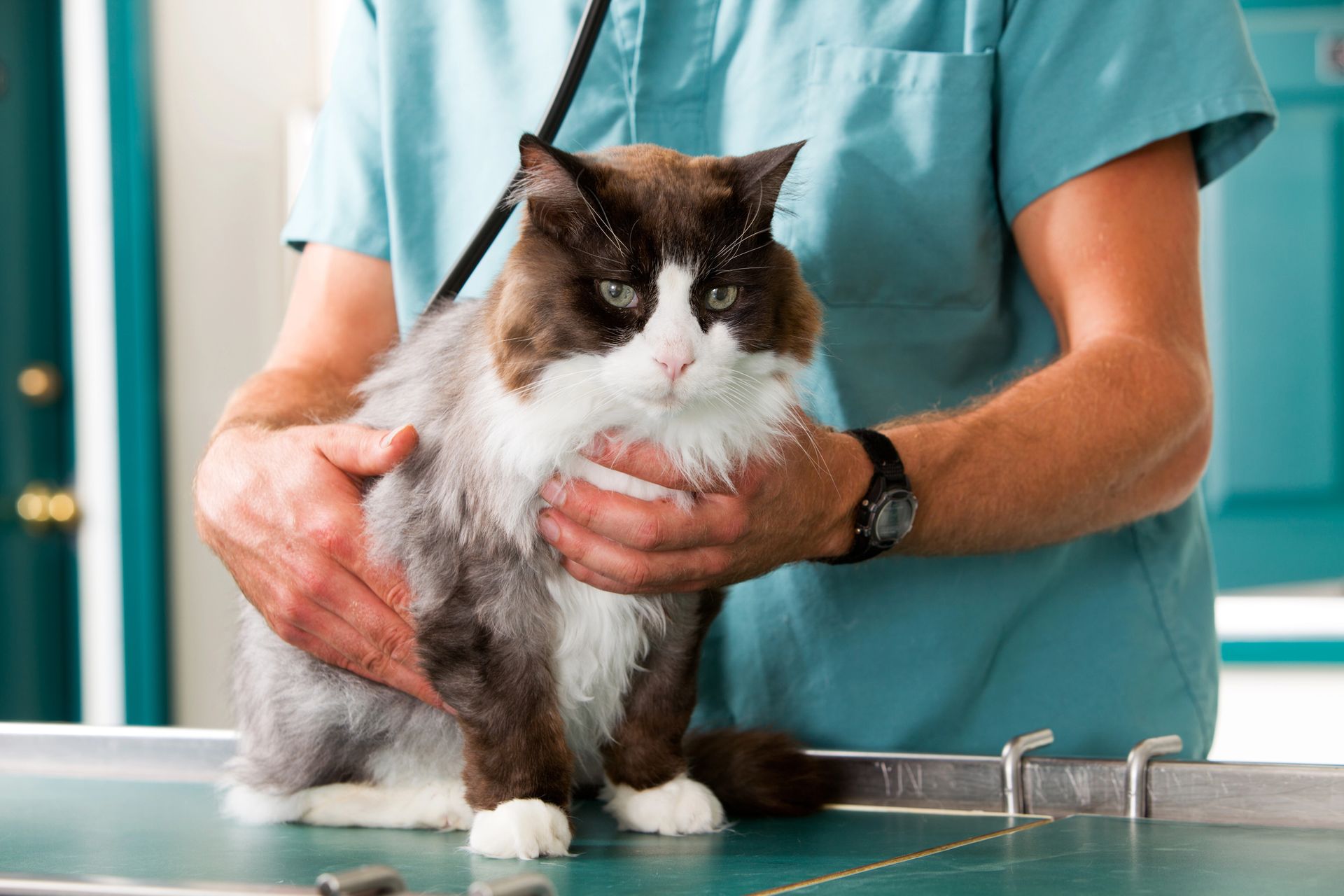 veterinaria-buena-vista