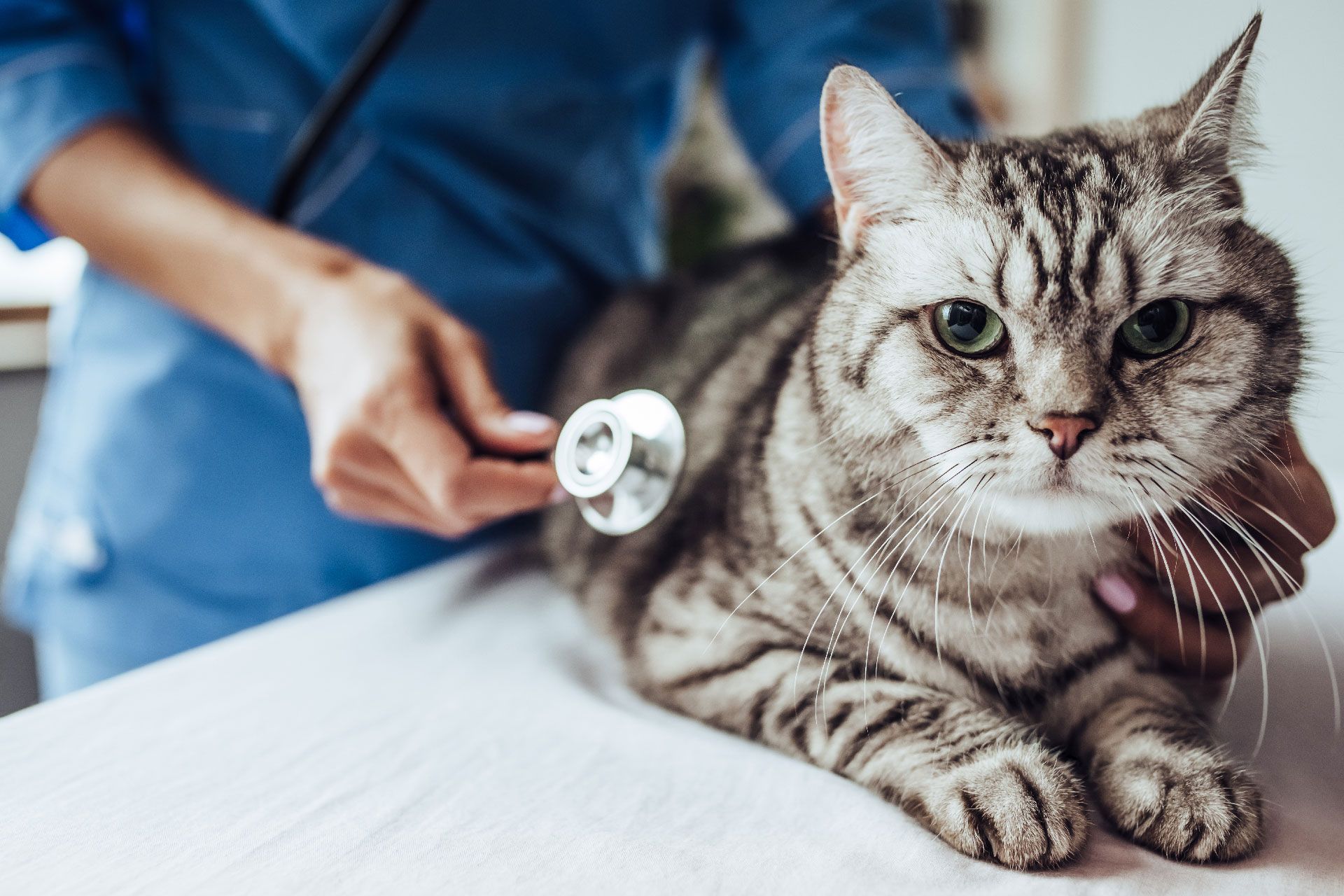 veterinaria-buena-vista