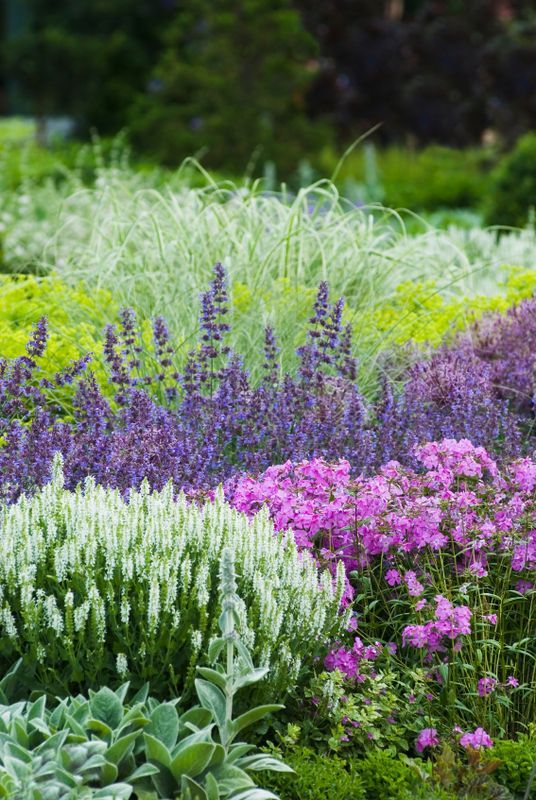 Colorful garden bed with purple, pink, and white flowering plants and green foliage