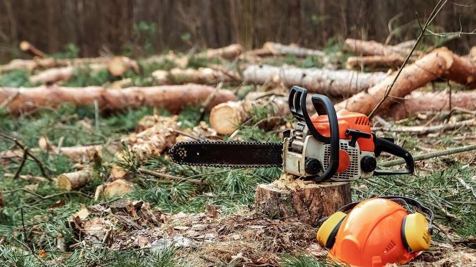Chainsaw on a stump surrounded by felled logs, with an orange helmet and hearing protection in a forest.