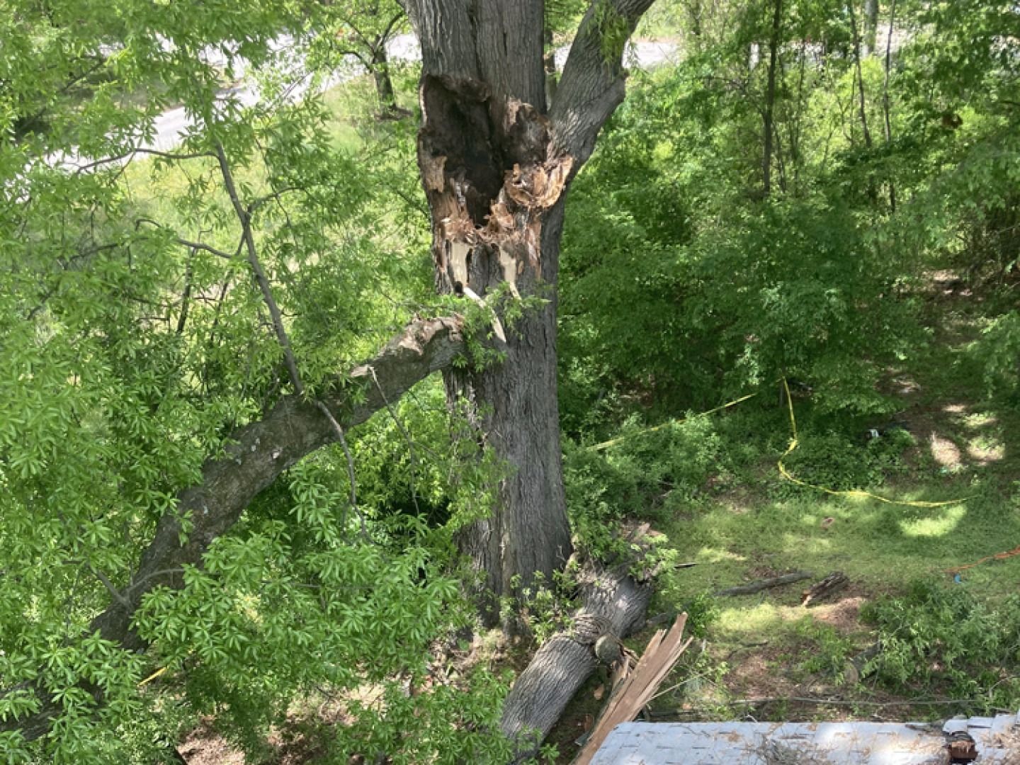 Damaged tree trunk with a large hole and broken branches in a wooded area.