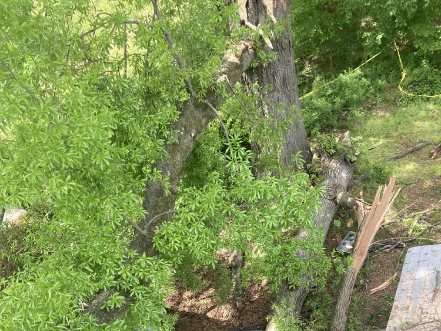 A large tree trunk with broken branches and green leaves, possibly damaged by a storm.