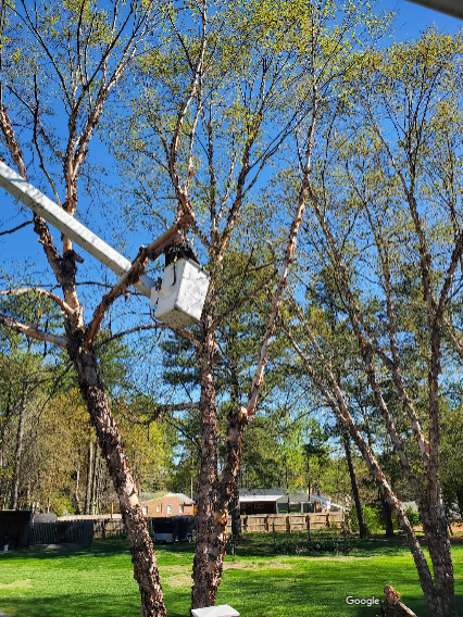 A tree being trimmed by a person in a bucket lift; sunny day, green grass, blue sky.