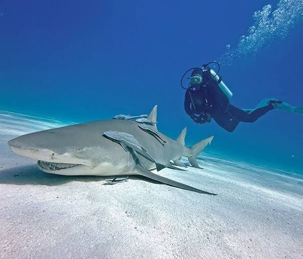 Scuba diver swimming beside a large shark over a sandy ocean floor under clear blue water
